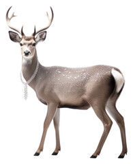 Obraz premium PNG Deer wildlife animal antler.