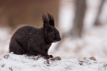 Abert's Squirrel black morph taken in central Colorado in the wild