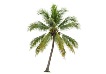 Tall coconut palm tree with green leaves isolated on transparent background, evoking tropical paradise and summer vacation vibes