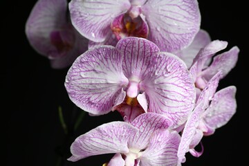 Beautiful orchid flower with water drops on black background, closeup