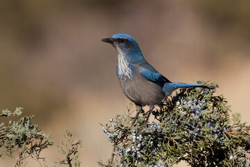 Woodhouse's Scrub Jay taken in central Colorado