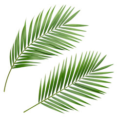 Obraz premium Two palm leaves isolated on transparent background transparent background