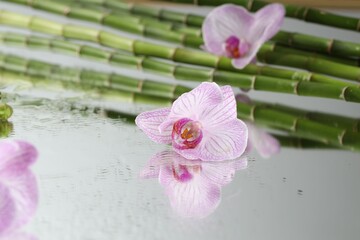 Beautiful orchid flowers with water drops and bamboo stems on mirror surface, closeup