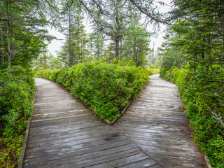 Y in boardwalk trail at the start of the Eagle Hill Bog trail in Roosevelt Campobello International Park on Campobello Island in New Brunswick Canada