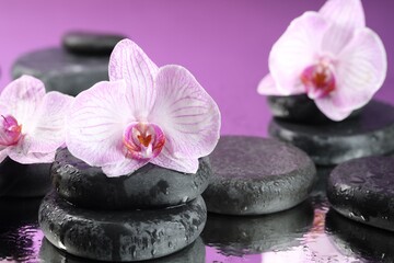 Beautiful orchid flowers, water drops and spa stones on mirror surface, closeup