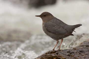 American Dipper taken in central Colorado in the wild