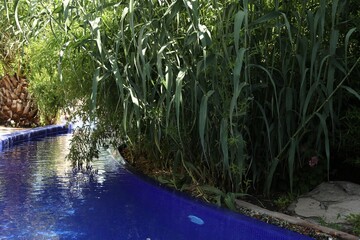 Outdoor swimming pool and different green plants
