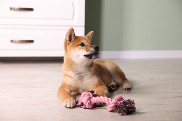 Cute Shiba Inu puppy with chew toy on floor at home