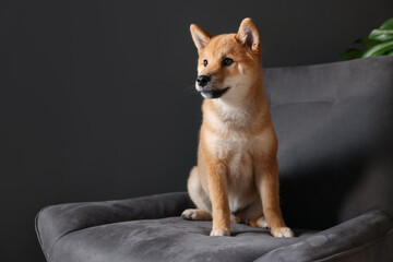 Cute Shiba Inu puppy on armchair at home, space for text