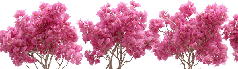 Pink blossoms on trees in a row