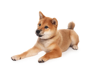 Cute Shiba Inu puppy with collar on white background