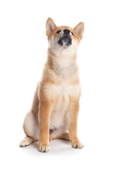 Cute Shiba Inu puppy on white background