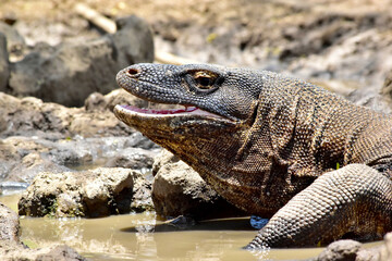 The Komodo dragon (Varanus komodoensis), is the largest lizard that is endemic to the Indonesian island of Komodo.