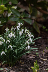 Obraz premium Beautiful white snowdrop flowers in the park