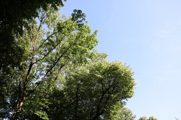 Beautiful trees with green leaves growing under blue sky, bottom view. Space for text