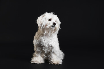 Cute white Maltese dog on black background