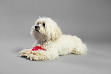 Cute white Maltese dog with toy on light grey background