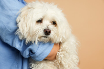 Teenage girl with Maltese dog on beige background, closeup