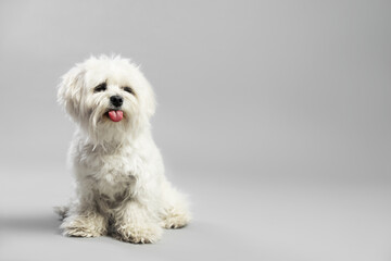 Cute white Maltese dog on light grey background, space for text