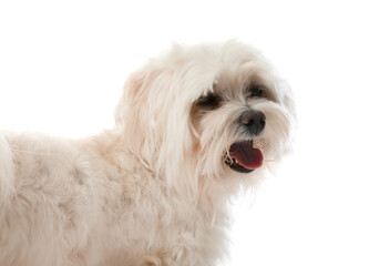 Cute Maltese dog on white background. Adorable pet