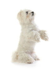 Cute Maltese dog on white background. Adorable pet