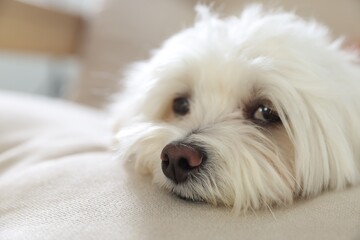 Cute white Maltese dog on sofa at home, closeup