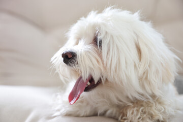 Cute white Maltese dog on sofa at home, closeup