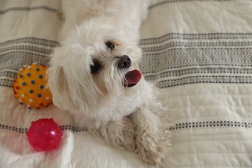 Cute white Maltese dog with toys on bed at home, above view. Space for text