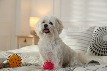Cute white Maltese dog with toys on bed at home