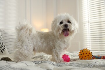 Cute white Maltese dog with toys on bed at home