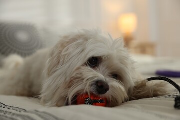 Cute white Maltese dog with toy on bed at home