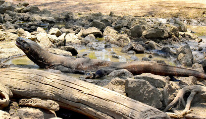 The Komodo dragon (Varanus komodoensis), is the largest lizard that is endemic to the Indonesian island of Komodo.