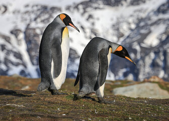 Pair of King Penguins at sunrise (Aptenodytes patagonicus), St Andrew's Bay, South Georgia
