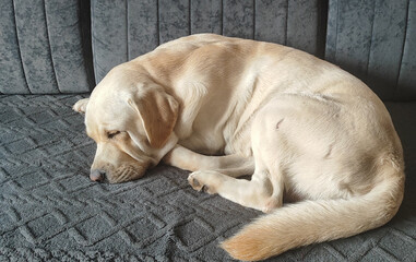 yellow labrador retriever curled sleeping peacefully on grey textured couch in calm indoor setting...