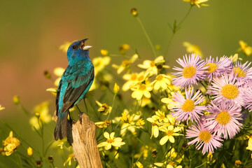 Indigo Bunting with flowrers taken in Chanhassen MN in the wild