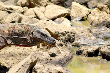 The Komodo dragon (Varanus komodoensis), is the largest lizard that is endemic to the Indonesian island of Komodo.