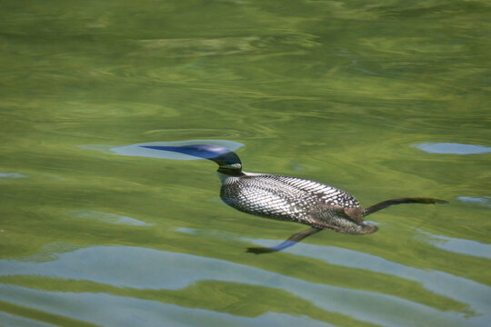 Common Loon swimming underwater taken in central MN