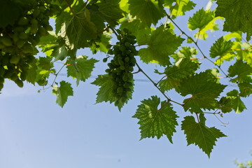 Ripe green grapes hang from vine, surrounded by large, lobed leaves with prominent veins under...