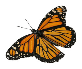 Fototapeta premium PNG Monarch butterfly monarch photography insect.