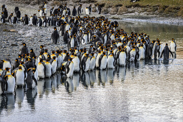 Obraz premium King Penguins at the water's edge at sunrise (Aptenodytes patagonicus), St Andrew's Bay, South Georgia