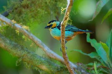 Golden-eared Tanager Tangara chrysotis, Colorful cloud forest tanager found mainly along the east slope of the Andes. It is bluish-green with an orange face, coppery belly, and bold black markings.