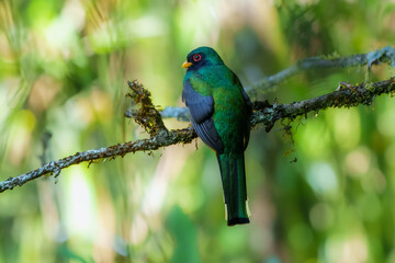 Portrait of male the masked trogon (Trogon personatus). Average red-bellied trogon of subtropical...