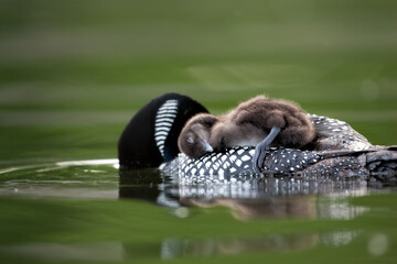 Common Loon chick sleeping on adult taken in central MN © Stan