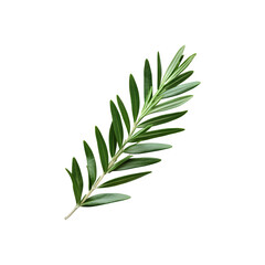 Fototapeta premium Fresh green rosemary leaves