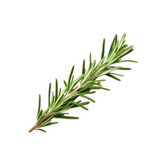 Fototapeta premium Fresh green rosemary leaves