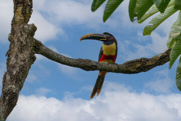 Chestnut-eared Aracari Pteroglossus castanotis, Medium-sized toucan of tropical rainforest. Distinguished from other by blue patch of skin around a light eye and a single red band on its yellow belly.