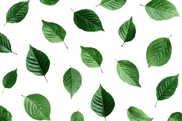 A vibrant, textured pattern of various green leaves, artistically arranged on a dark background.  The leaves display a rich, deep green hue, exhibiting distinct veins and shapes.  Close-up view