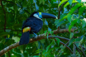 The white-throated toucan (Maeve) (Ramphastos tucanus) is a near-passerine bird in the family Ramphastidae found in South America throughout the Amazon Basin. Portrait, Peru. Full resolution.