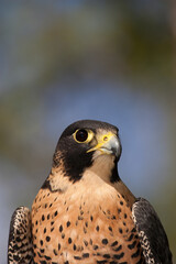 Peregrine Falcon head taken in central MN under controlled conditions