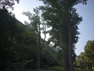 alberi alti e slanciati con folta chioma verde. La luce del sole filtra leggermente tra i rami, mentre sullo sfondo si nota il profilo di una collina o montagna coperta anch&rsquo;essa da vegetazione